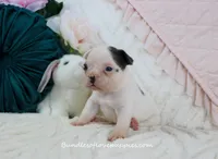 Maeve, a female French Bulldog for sale in Rock Valley, IA – Photo 3 of 4