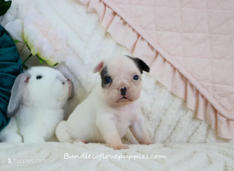 Maeve – French Bulldog puppy for sale in Rock Valley, IA