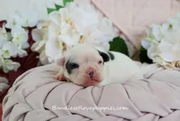 Maeve, a female French Bulldog for sale in Rock Valley, IA – Photo 2 of 4