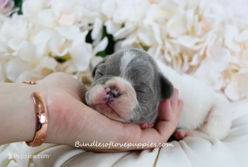 Leo – French Bulldog puppy for sale in Rock Valley, IA