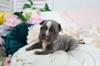 Caleb, a male French Bulldog for sale in Rock Valley, IA – 3 of 5