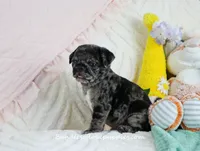 Ebony, a female Pug for sale in Rock Valley, IA – 6 of 7