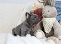 Princeton, a male French Bulldog for sale in Rock Valley, IA – 4 of 7
