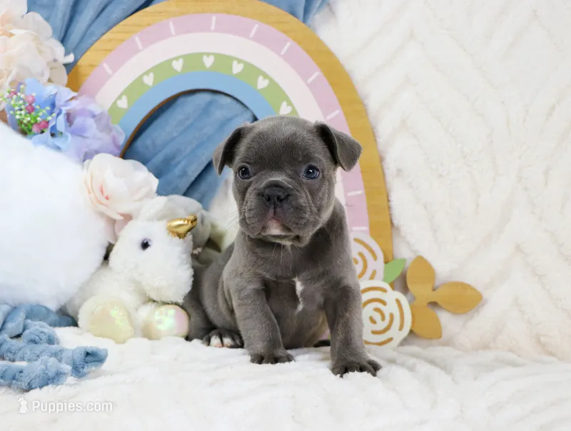 Roe – French Bulldog puppy for sale in Rock Valley, IA