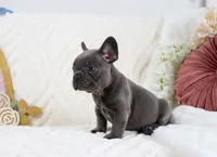 Princeton, a male French Bulldog for sale in Rock Valley, IA – 3 of 7