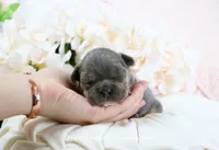 Andi, a female French Bulldog for sale in Rock Valley, IA – 2 of 4