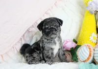 Ebony, a female Pug for sale in Rock Valley, IA – 2 of 7