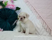 Pearl, a female Pug for sale in Rock Valley, IA – 3 of 6
