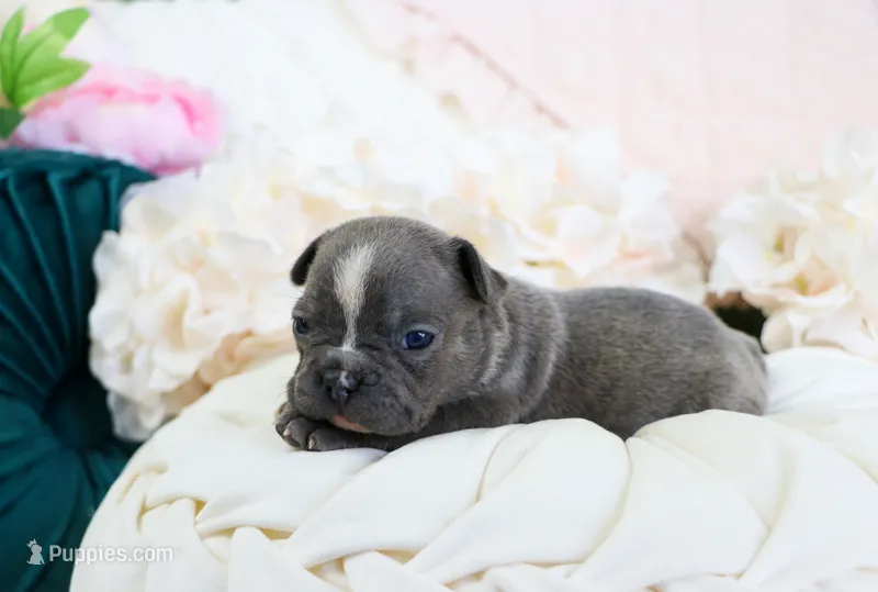 Chloe – French Bulldog puppy for sale in Rock Valley, IA