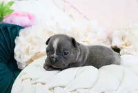 Chloe, a female French Bulldog for sale in Rock Valley, IA – 1 of 4