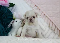 Pearl, a female Pug for sale in Rock Valley, IA – 6 of 6