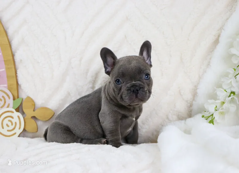 Princeton – French Bulldog puppy for sale in Rock Valley, IA