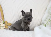 Princeton, a male French Bulldog for sale in Rock Valley, IA – 1 of 7