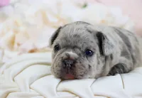 Shai, a male French Bulldog for sale in Rock Valley, IA – 5 of 6
