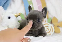 Naiya, a female French Bulldog for sale in Rock Valley, IA – 2 of 6