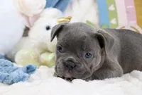 Roe, a female French Bulldog for sale in Rock Valley, IA – 5 of 6
