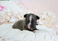 Josie, a female French Bulldog for sale in Rock Valley, IA – 2 of 3