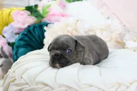 Gryffin, a male French Bulldog for sale in Rock Valley, IA – 4 of 5