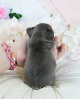 Finn, a male French Bulldog for sale in Rock Valley, IA – 3 of 3