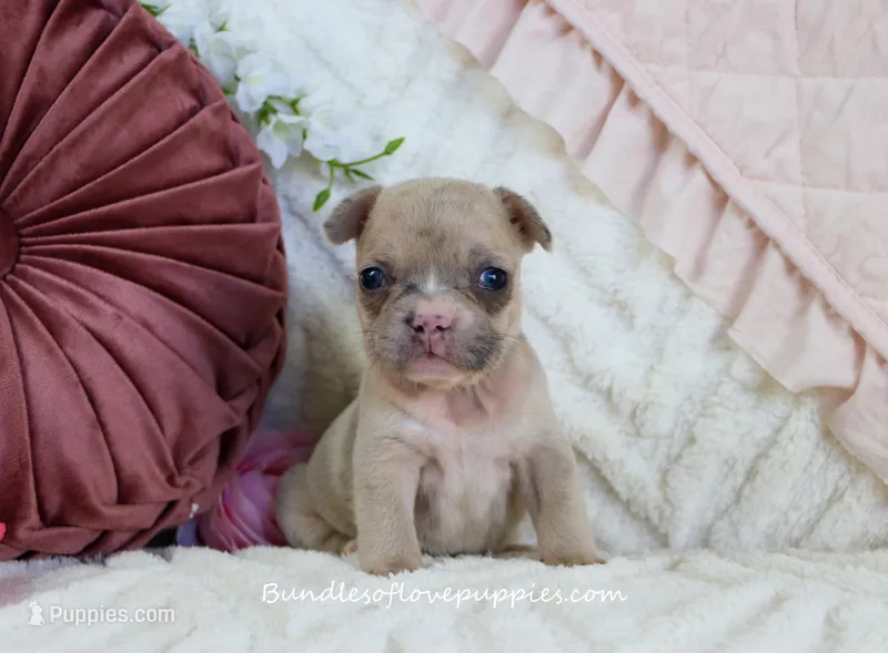 Brooklyn – French Bulldog puppy for sale in Rock Valley, IA