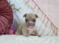 Brooklyn, a female French Bulldog for sale in Rock Valley, IA – Photo 2 of 4