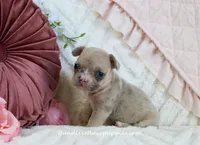 Brooklyn, a female French Bulldog for sale in Rock Valley, IA – Photo 3 of 4