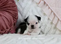 Cleo, a female Pug for sale in Rock Valley, IA – Photo 3 of 3