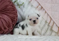 Quinn, a female Pug for sale in Rock Valley, IA – Photo 3 of 3