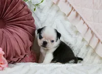 Cleo, a female Pug for sale in Rock Valley, IA – Photo 2 of 3