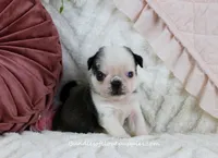 Cleo, a female Pug for sale in Rock Valley, IA – Photo 1 of 3