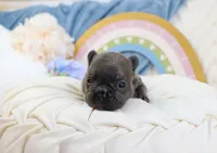Sailor, a female French Bulldog for sale in Rock Valley, IA – 2 of 4