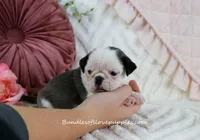 Niko, a male Pug for sale in Rock Valley, IA – Photo 1 of 3