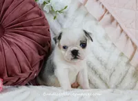 Gage, a male Pug for sale in Rock Valley, IA – Photo 3 of 3