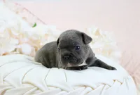 Gryffin, a male French Bulldog for sale in Rock Valley, IA – 2 of 5