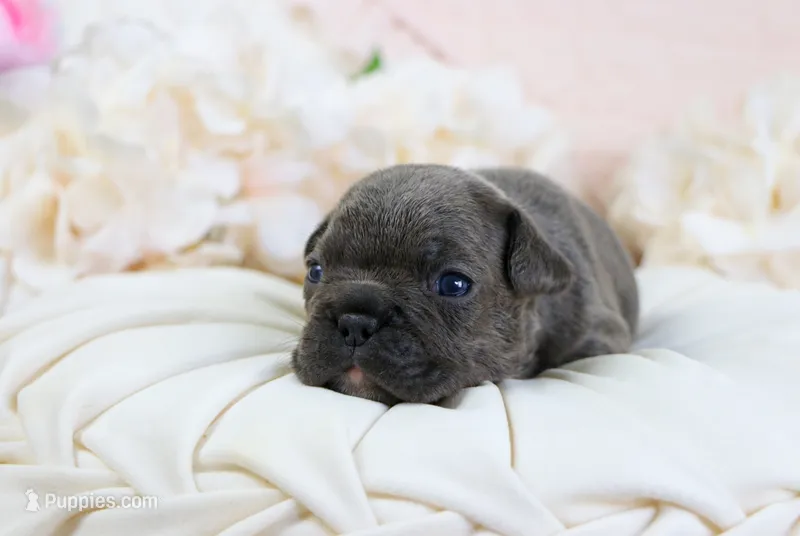 Gryffin – French Bulldog puppy for sale in Rock Valley, IA