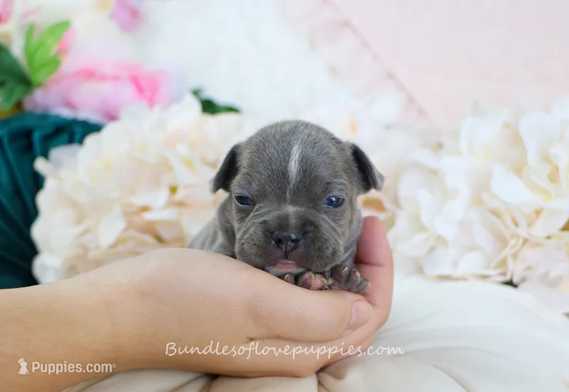 Nash – French Bulldog puppy for sale in Rock Valley, IA