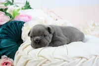 Roe, a female French Bulldog for sale in Rock Valley, IA – 5 of 6