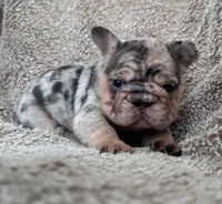 Blue Merle Big rope, a female French Bulldog for sale in Lees Summit, MO – Photo 7 of 10