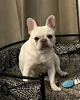 Blue Merle Big rope, a female French Bulldog for sale in Lees Summit, MO – Photo 10 of 10