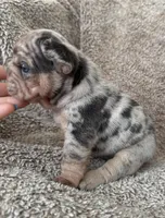 Blue Merle Big rope, a female French Bulldog for sale in Lees Summit, MO – Photo 5 of 10