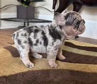 Blue Merle Big rope, a female French Bulldog for sale in Lees Summit, MO – Photo 3 of 10