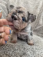 Blue Merle Big rope, a female French Bulldog for sale in Lees Summit, MO – Photo 1 of 10