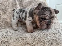 Blue Merle Big rope, a female French Bulldog for sale in Lees Summit, MO – Photo 6 of 10