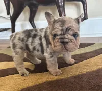 Blue Merle Big rope, a female French Bulldog for sale in Lees Summit, MO – Photo 2 of 10