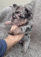 Blue Merle Big rope, a female French Bulldog for sale in Lees Summit, MO – Photo 4 of 10