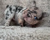 Blue Merle Big rope, a female French Bulldog for sale in Lees Summit, MO – Photo 8 of 10