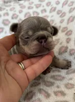 Betty boop, a female French Bulldog for sale in Lees Summit, MO – Photo 6 of 10