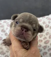 Betty boop, a female French Bulldog for sale in Lees Summit, MO – Photo 1 of 10