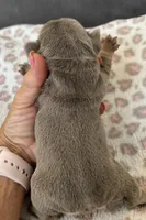 Betty boop, a female French Bulldog for sale in Lees Summit, MO – Photo 8 of 10