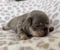 Betty boop, a female French Bulldog for sale in Lees Summit, MO – Photo 5 of 10